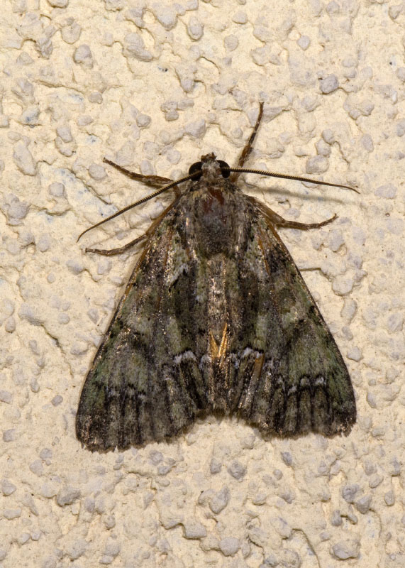 3 Noctuidae